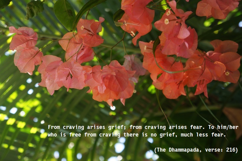 Craving Grief Fear