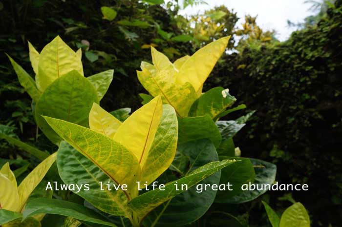 GreatAbundance